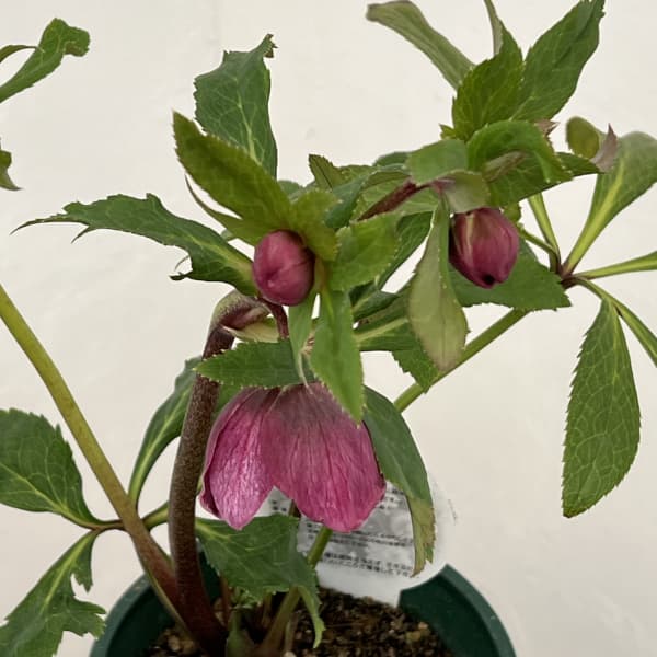 クリスマスローズ：ベルギー育種　ダブルレッドホワイトエッジ26-05／4.5号ポット【現品販売】（開花～咲き進み株）