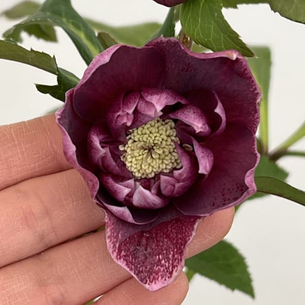 クリスマスローズ：ベルギー育種　ダブルレッドホワイトエッジ26-05／4.5号ポット【現品販売】（開花～咲き進み株）