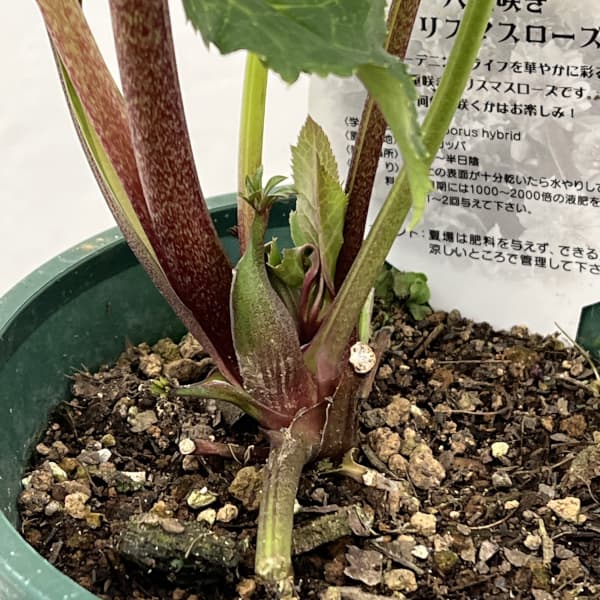 クリスマスローズ：ベルギー育種　ダブルレッドホワイトエッジ26-05／4.5号ポット【現品販売】（開花～咲き進み株）