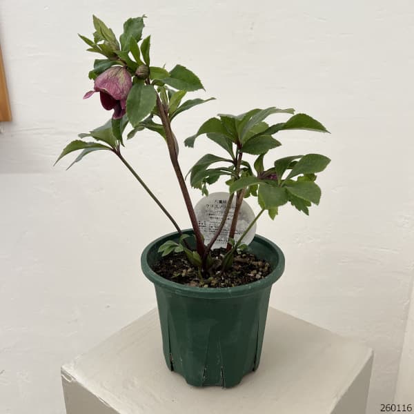 クリスマスローズ:ベルギー育種 ダブルレッドホワイトエッジ26-06/4.5号ポット【現品販売】