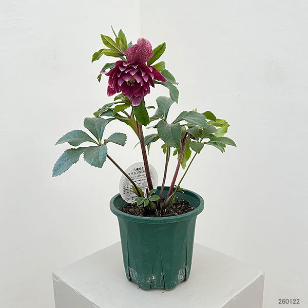 クリスマスローズ:ベルギー育種 ダブルレッドホワイトエッジ26-06/4.5号ポット【現品販売】