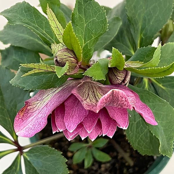 クリスマスローズ:ベルギー育種 ダブルレッドホワイトエッジ26-06/4.5号ポット【現品販売】