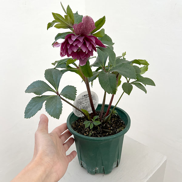 クリスマスローズ:ベルギー育種 ダブルレッドホワイトエッジ26-06/4.5号ポット【現品販売】