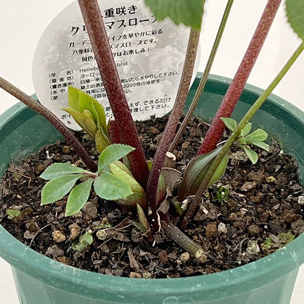 クリスマスローズ:ベルギー育種 ダブルレッドホワイトエッジ26-06/4.5号ポット【現品販売】