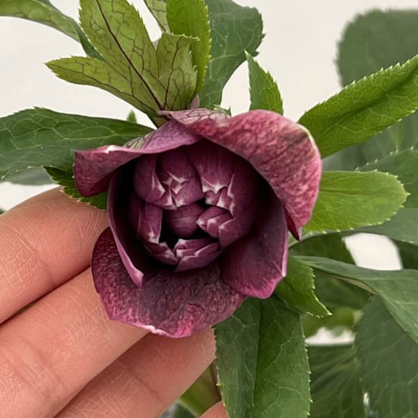 クリスマスローズ:ベルギー育種 ダブルレッドホワイトエッジ26-06/4.5号ポット【現品販売】