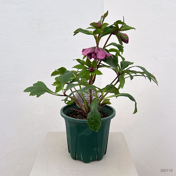 クリスマスローズ：ベルギー育種　ダブルレッドホワイトエッジ26-07／4.5号ポット【現品販売】