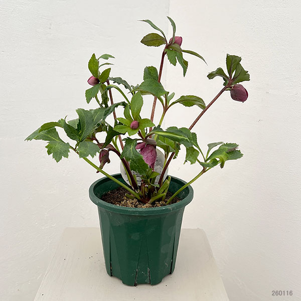 クリスマスローズ：ベルギー育種　ダブルレッドホワイトエッジ26-08／4.5号ポット【現品販売】