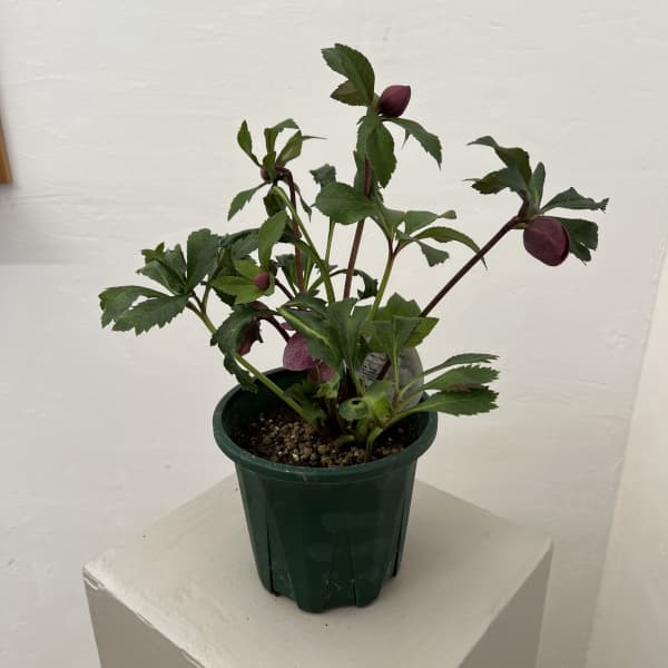 クリスマスローズ：ベルギー育種　ダブルレッドホワイトエッジ26-08／4.5号ポット【現品販売】