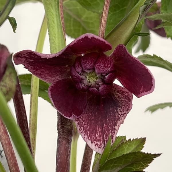 クリスマスローズ：ベルギー育種　ダブルレッドホワイトエッジ26-08／4.5号ポット【現品販売】