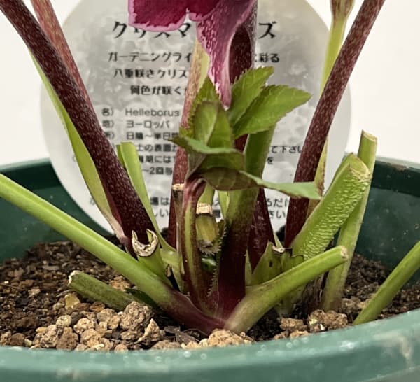 クリスマスローズ：ベルギー育種　ダブルレッドホワイトエッジ26-08／4.5号ポット【現品販売】