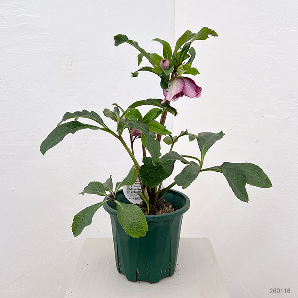 クリスマスローズ:ベルギー育種 ダブルレッドホワイトエッジ26-09/4.5号ポット【現品販売】