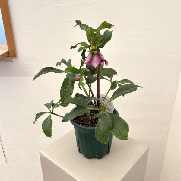 クリスマスローズ：ベルギー育種　ダブルレッドホワイトエッジ26-09／4.5号ポット【現品販売】（開花～咲き進み株）