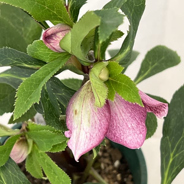 クリスマスローズ：ベルギー育種　ダブルレッドホワイトエッジ26-09／4.5号ポット【現品販売】（開花～咲き進み株）