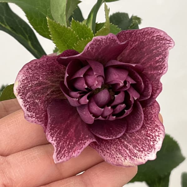 クリスマスローズ：ベルギー育種　ダブルレッドホワイトエッジ26-09／4.5号ポット【現品販売】（開花～咲き進み株）