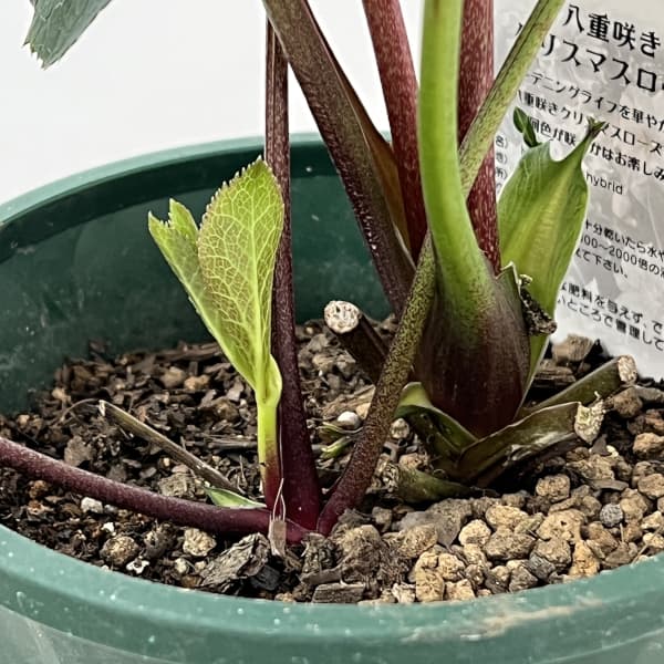 クリスマスローズ：ベルギー育種　ダブルレッドホワイトエッジ26-09／4.5号ポット【現品販売】（開花～咲き進み株）