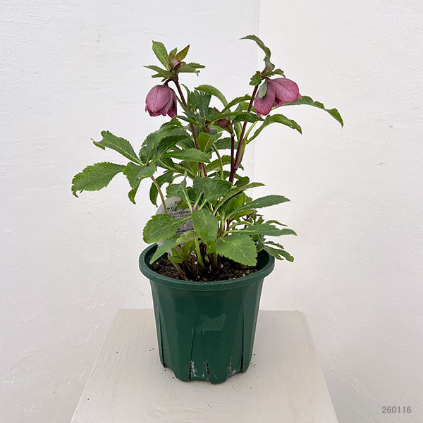 クリスマスローズ：ベルギー育種　ダブルレッドホワイトエッジ26-10／4.5号ポット【現品販売】