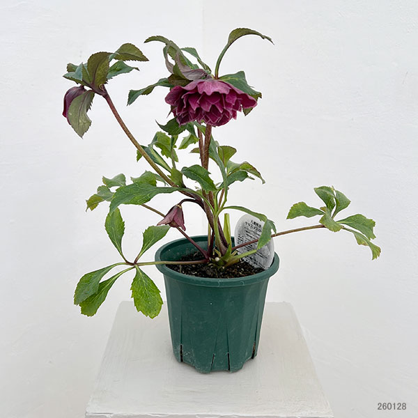 クリスマスローズ:ベルギー育種 ダブルレッドホワイトエッジ26-12/4.5号ポット【現品販売】