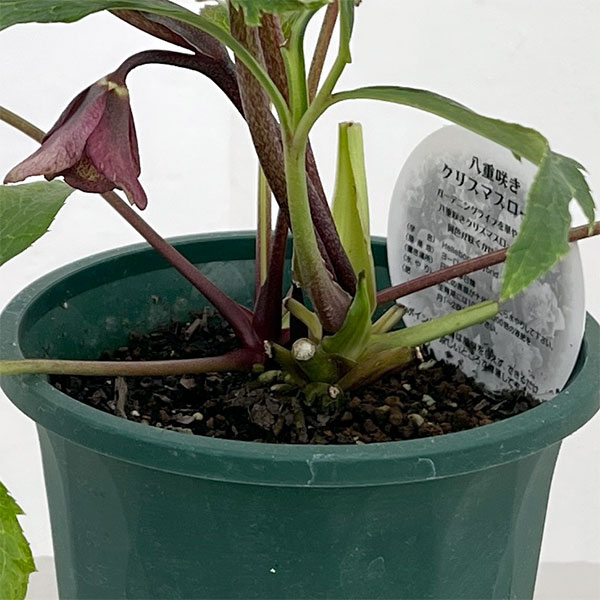 クリスマスローズ:ベルギー育種 ダブルレッドホワイトエッジ26-12/4.5号ポット【現品販売】