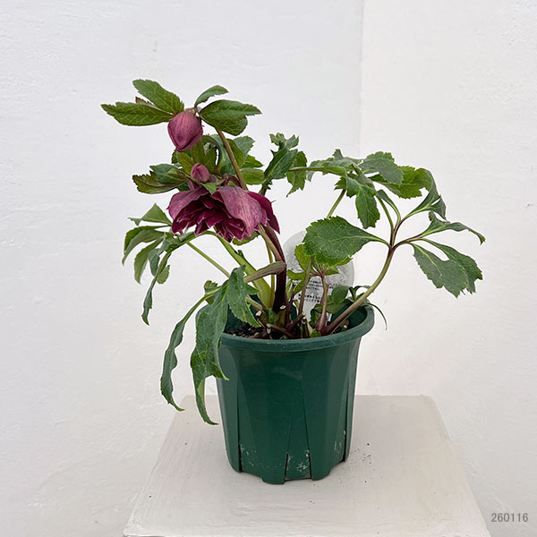 クリスマスローズ：ベルギー育種　ダブルレッドホワイトエッジ26-13／4.5号ポット【現品販売】