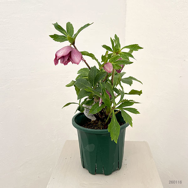 クリスマスローズ:ベルギー育種 ダブルレッドホワイトエッジ26-16/4.5号ポット【現品販売】