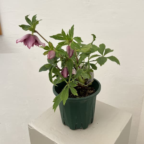 クリスマスローズ:ベルギー育種 ダブルレッドホワイトエッジ26-16/4.5号ポット【現品販売】(開花~咲き進み株)