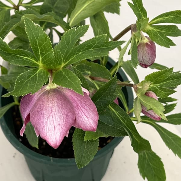 クリスマスローズ:ベルギー育種 ダブルレッドホワイトエッジ26-16/4.5号ポット【現品販売】(開花~咲き進み株)