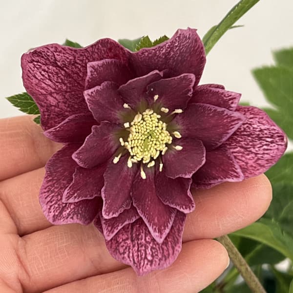 クリスマスローズ:ベルギー育種 ダブルレッドホワイトエッジ26-16/4.5号ポット【現品販売】(開花~咲き進み株)