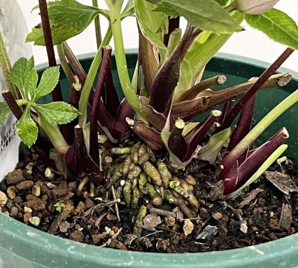 クリスマスローズ:ベルギー育種 ダブルレッドホワイトエッジ26-16/4.5号ポット【現品販売】(開花~咲き進み株)