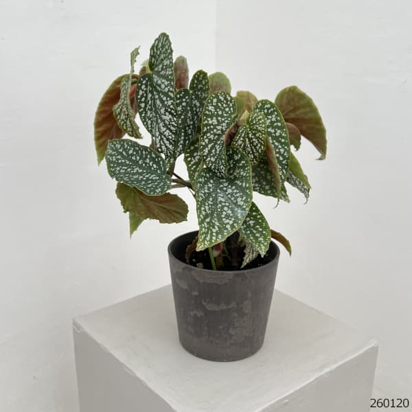 ベゴニア：シルバーマスコット　4号