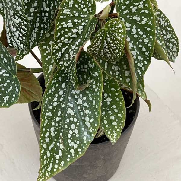 ベゴニア：シルバーマスコット　4号