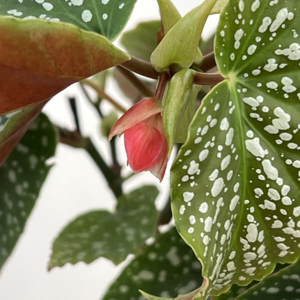 ベゴニア：シルバーマスコット　4号