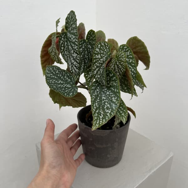 ベゴニア：シルバーマスコット　4号