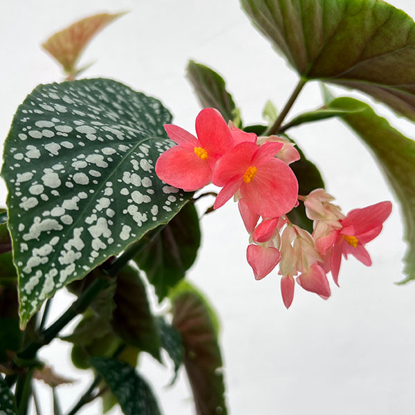 ベゴニア：シルバーマスコット　4号