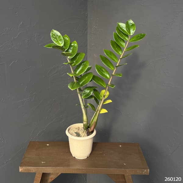 ザミオクルカス：ザミーフォリア（斑入り）　4号26-05