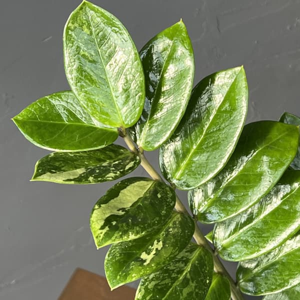 ザミオクルカス：ザミーフォリア（斑入り）　4号26-05