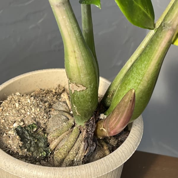 ザミオクルカス：ザミーフォリア（斑入り）　4号26-05