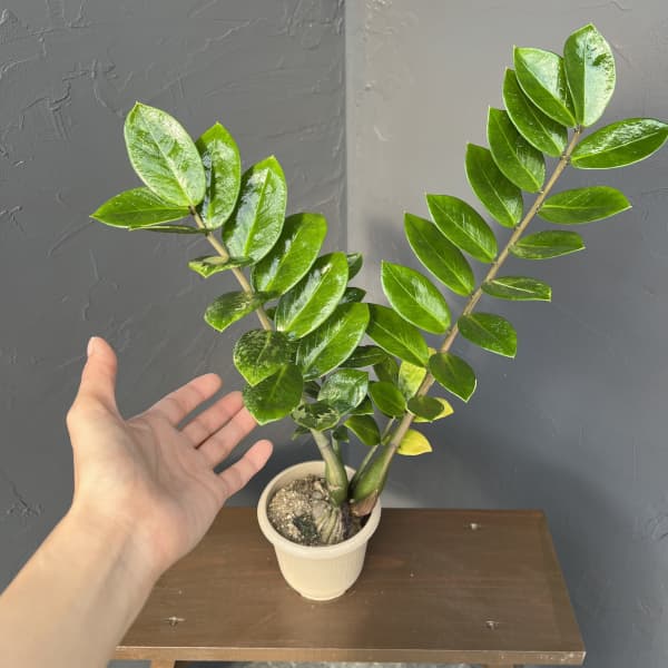 ザミオクルカス：ザミーフォリア（斑入り）　4号26-05