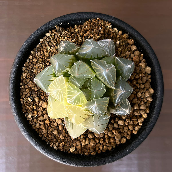 ハオルチア:白銀レンズオブツーサ錦 2.5号鉢植え