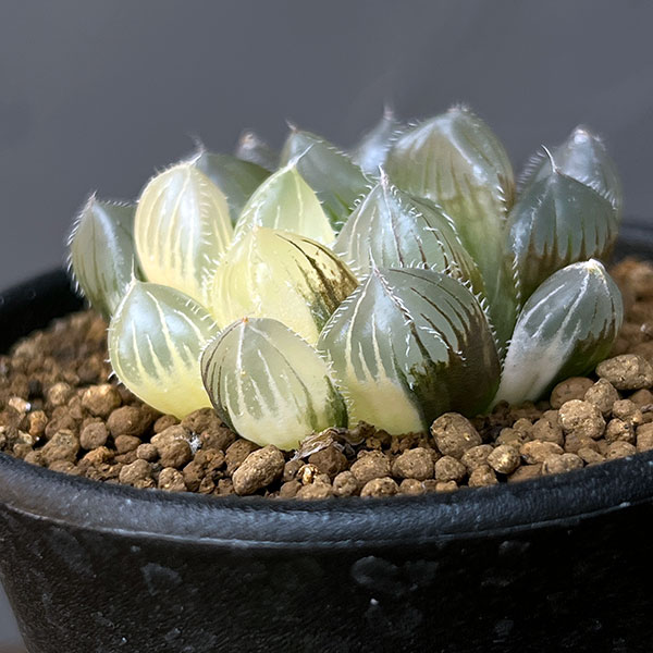 ハオルチア:白銀レンズオブツーサ錦 2.5号鉢植え