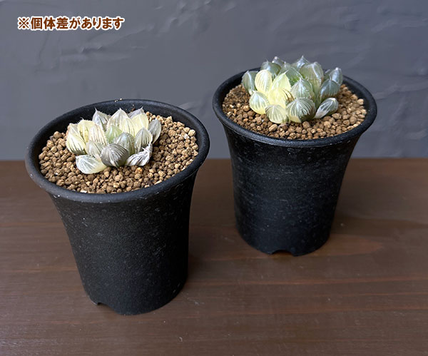 ハオルチア:白銀レンズオブツーサ錦 2.5号鉢植え