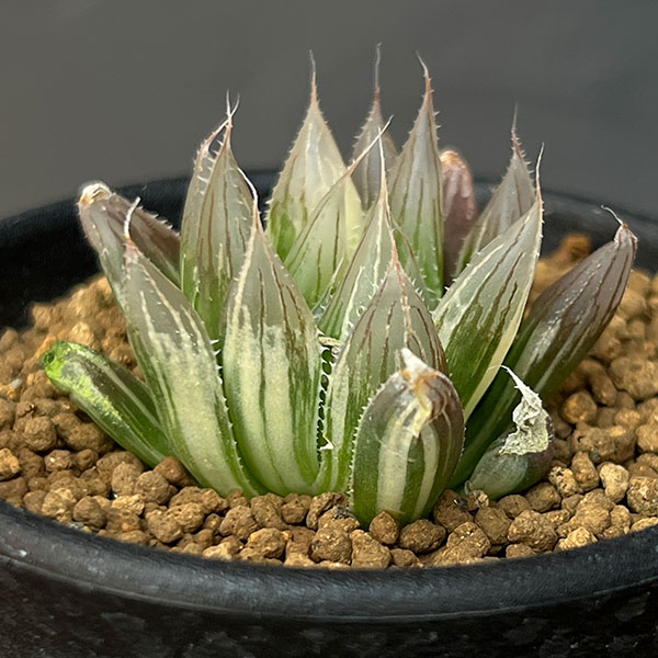 ハオルチア：ダビディ錦　2.5号鉢植え