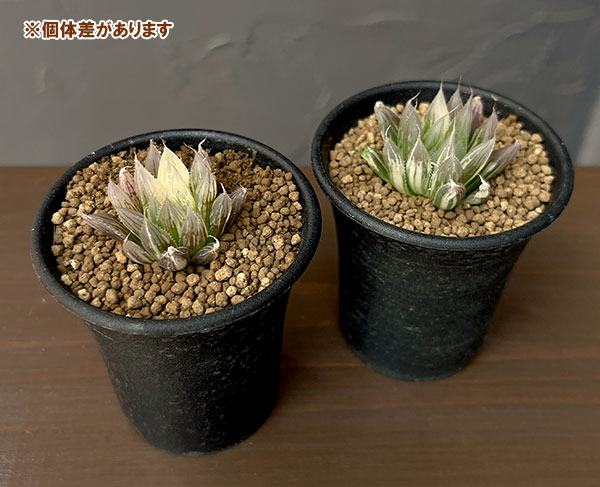 ハオルチア：ダビディ錦　2.5号鉢植え
