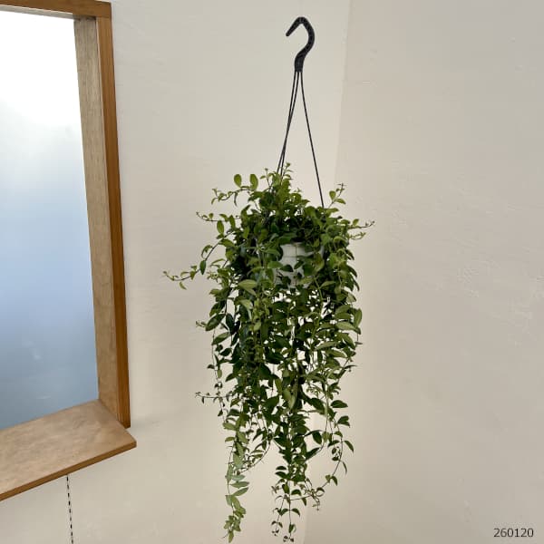 エスキナンサス：アダンソニー　5号吊り鉢