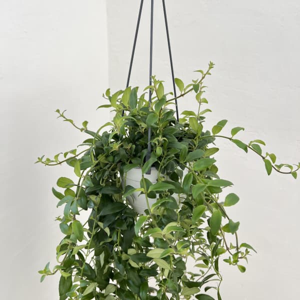 エスキナンサス：アダンソニー　5号吊り鉢