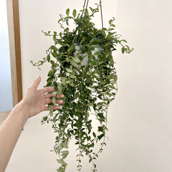 エスキナンサス：アダンソニー　5号吊り鉢