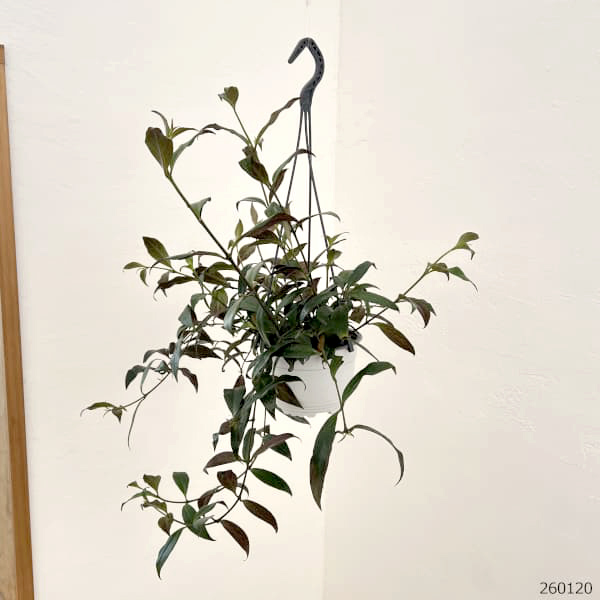 エスキナンサス:ブラックパゴダ 5号吊り鉢