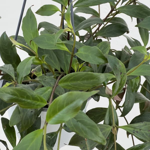 エスキナンサス:ブラックパゴダ 5号吊り鉢