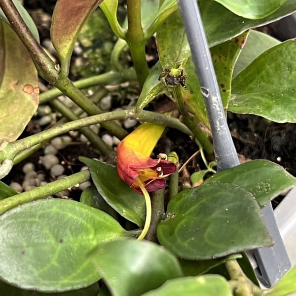 エスキナンサス:ブラックパゴダ 5号吊り鉢