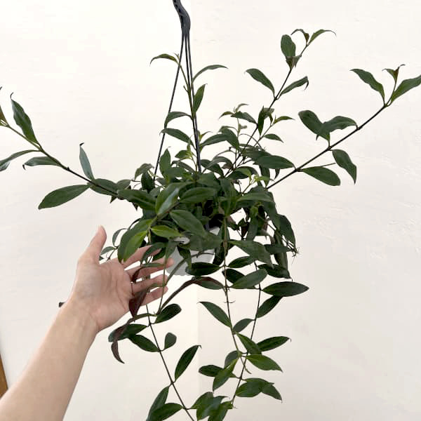 エスキナンサス:ブラックパゴダ 5号吊り鉢