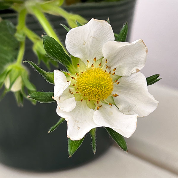 イチゴ(一季なり):やよいひめ4号ポット